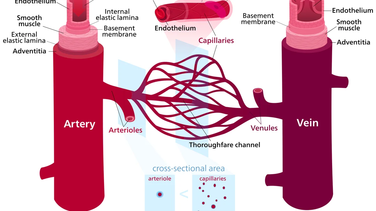 How Blood Vessels Work