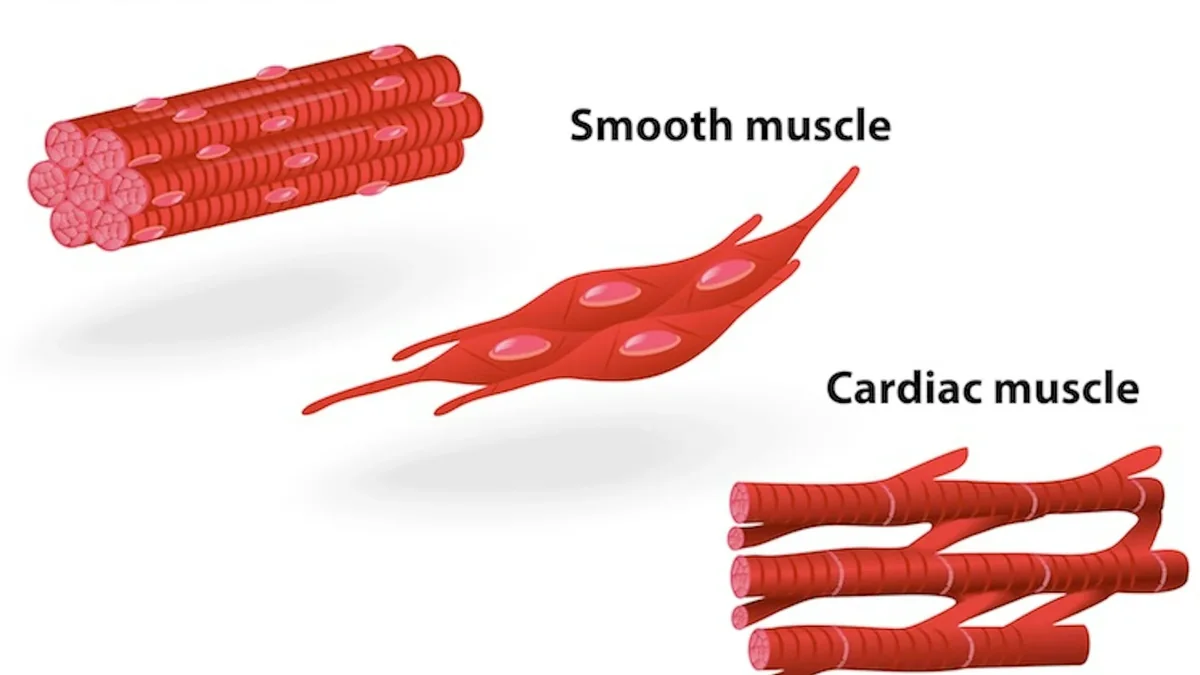 How Cardiac and Smooth Muscle Work