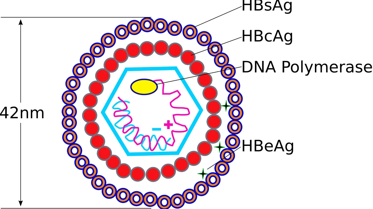 Hepatitis B