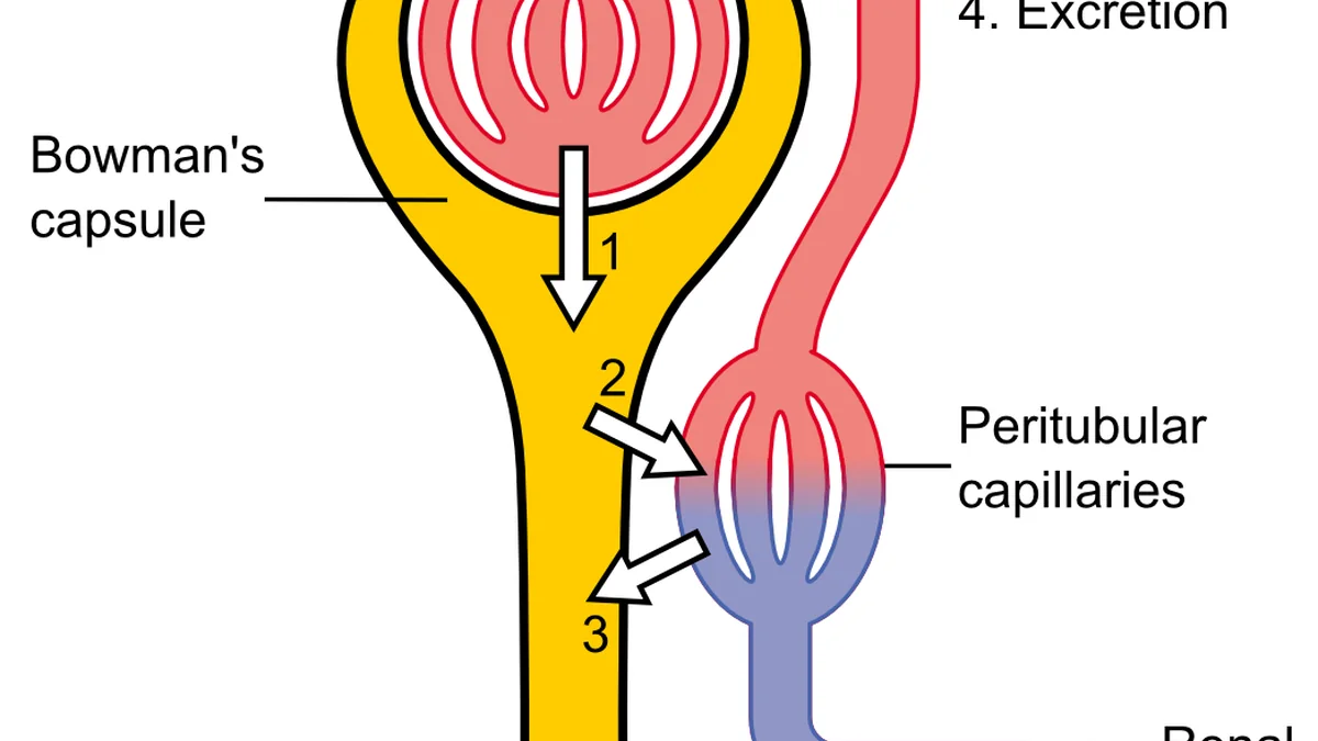 Kidney Function Test (KFT)