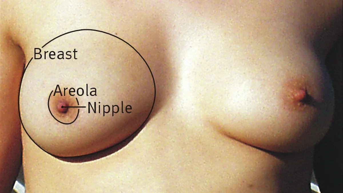 How the Mammary Glands Work