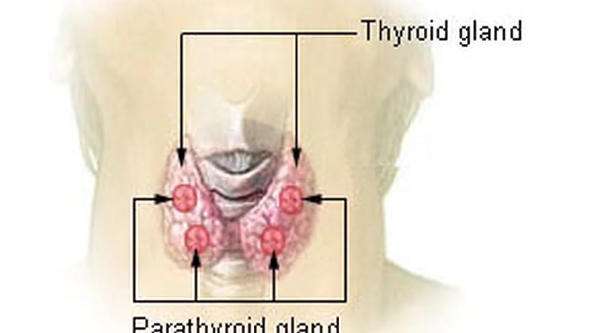 How the Parathyroid Glands Work