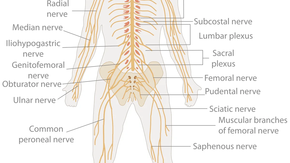 How the Peripheral Nerves Work