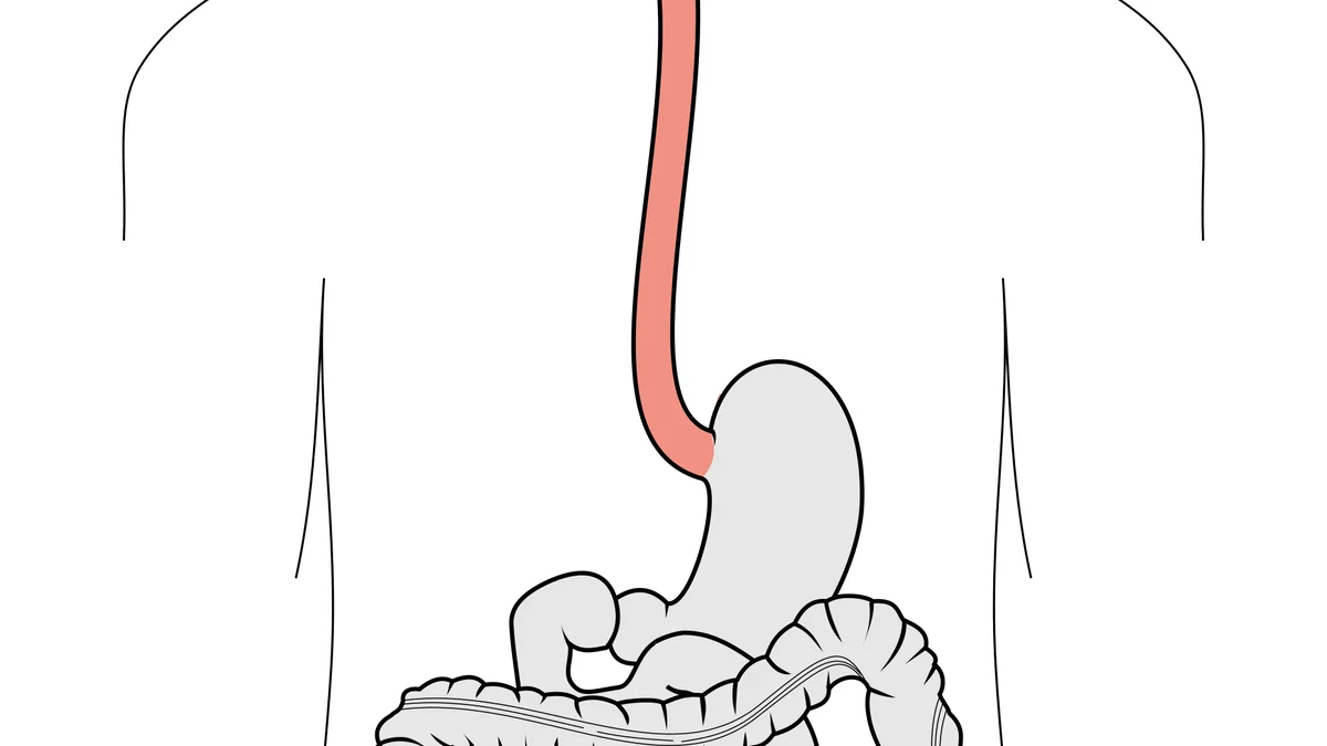 How the Esophagus Works