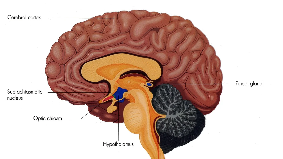 How the Hypothalamus Works
