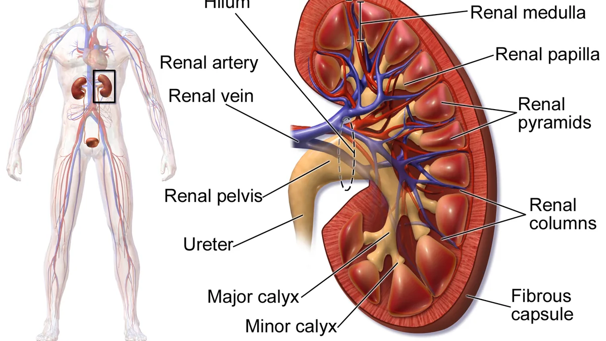How the Kidneys Work
