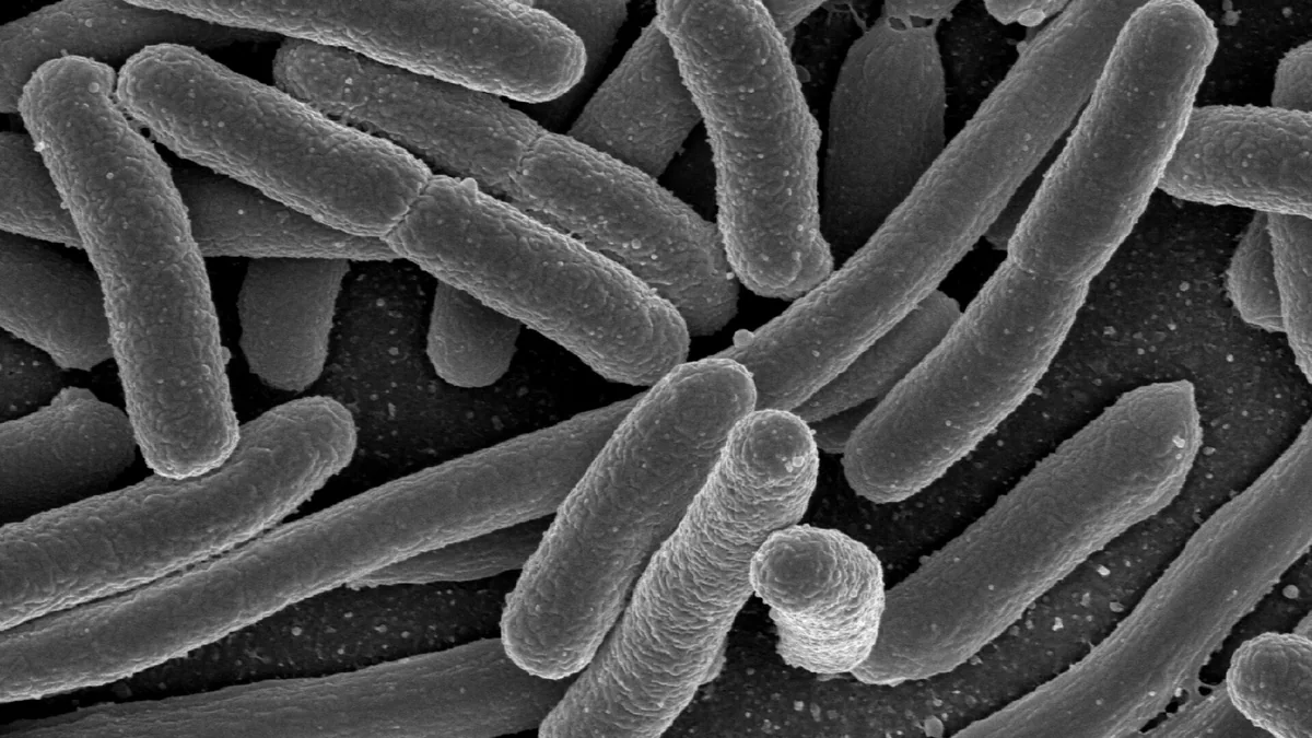 How the Large Intestine Works