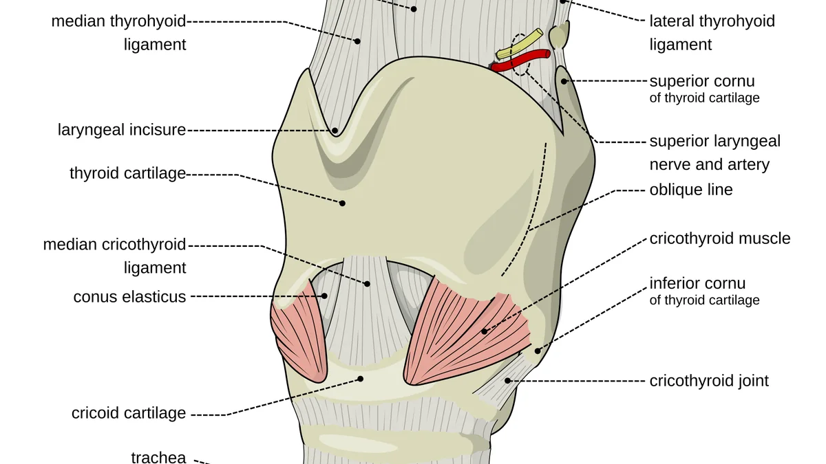 How the Larynx (Voice Box) Works