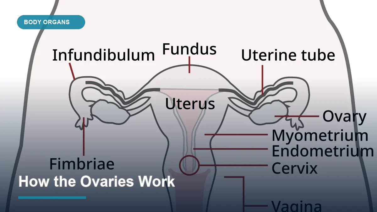 How the Ovaries Work