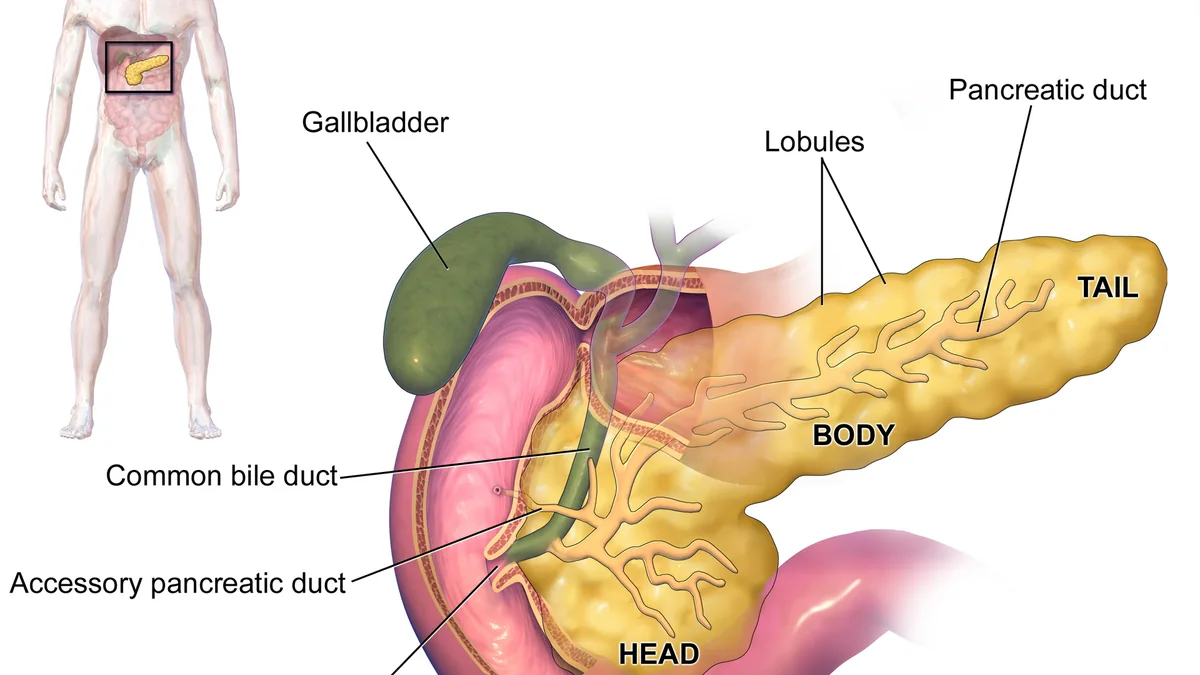 How the Pancreas Works