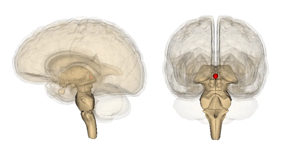 How the Pineal Gland Works