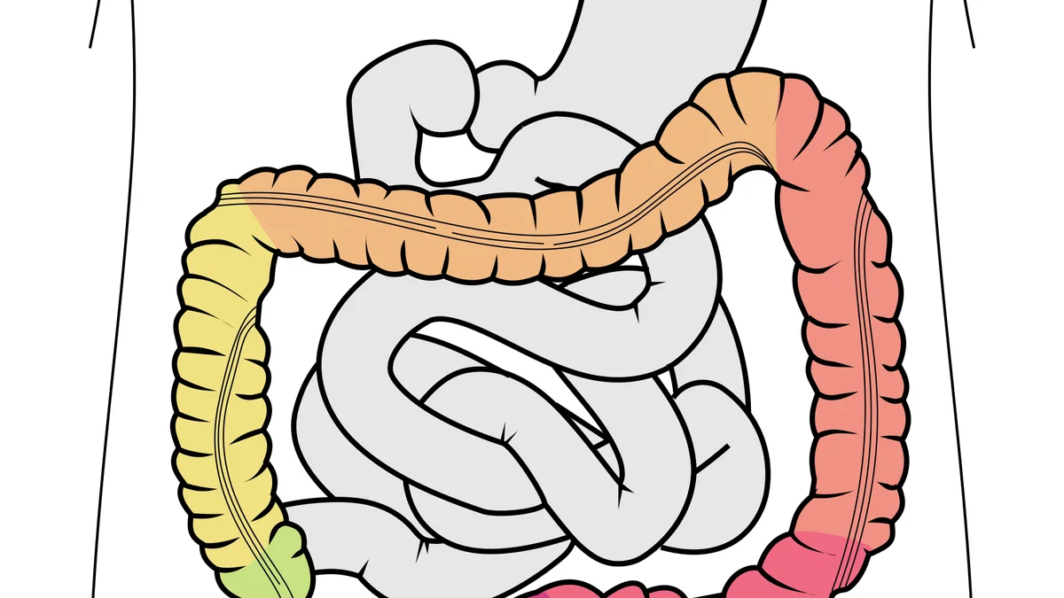 How the Small Intestine Works