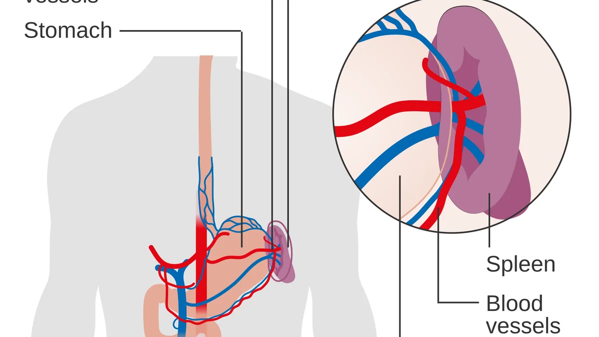 How the Spleen Works