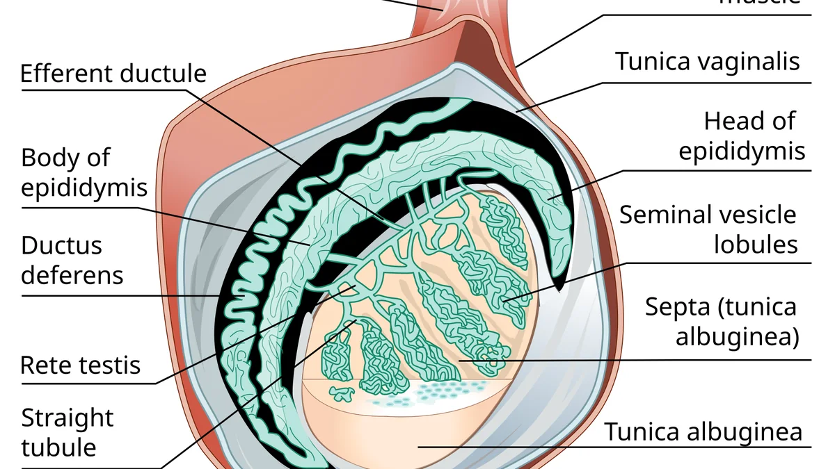 How the Testes Work