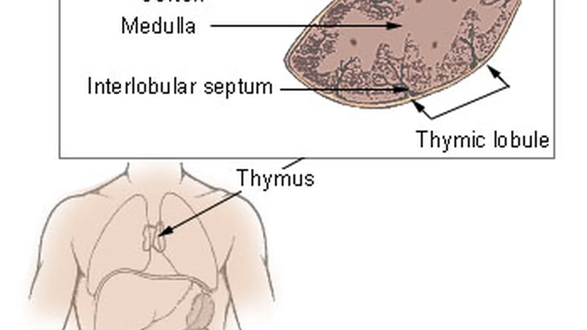 How the Thymus Works