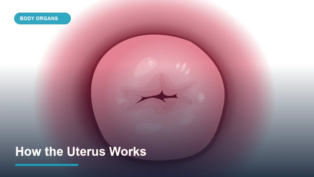 How the Uterus Works