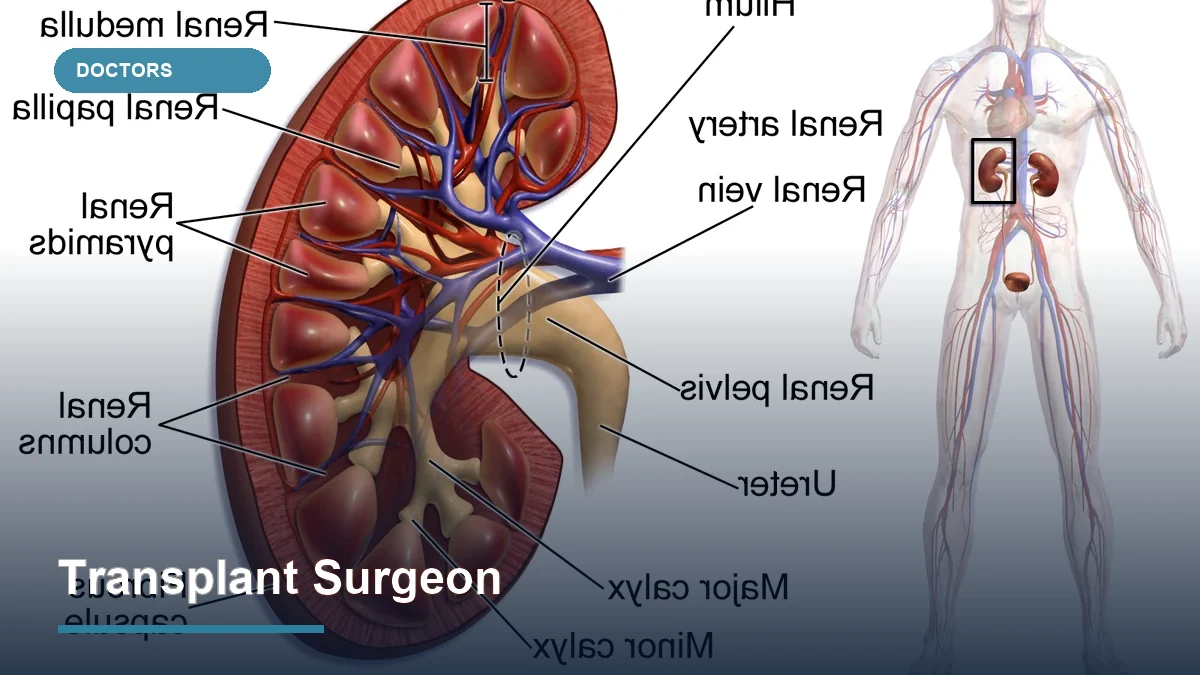 Transplant Surgeon